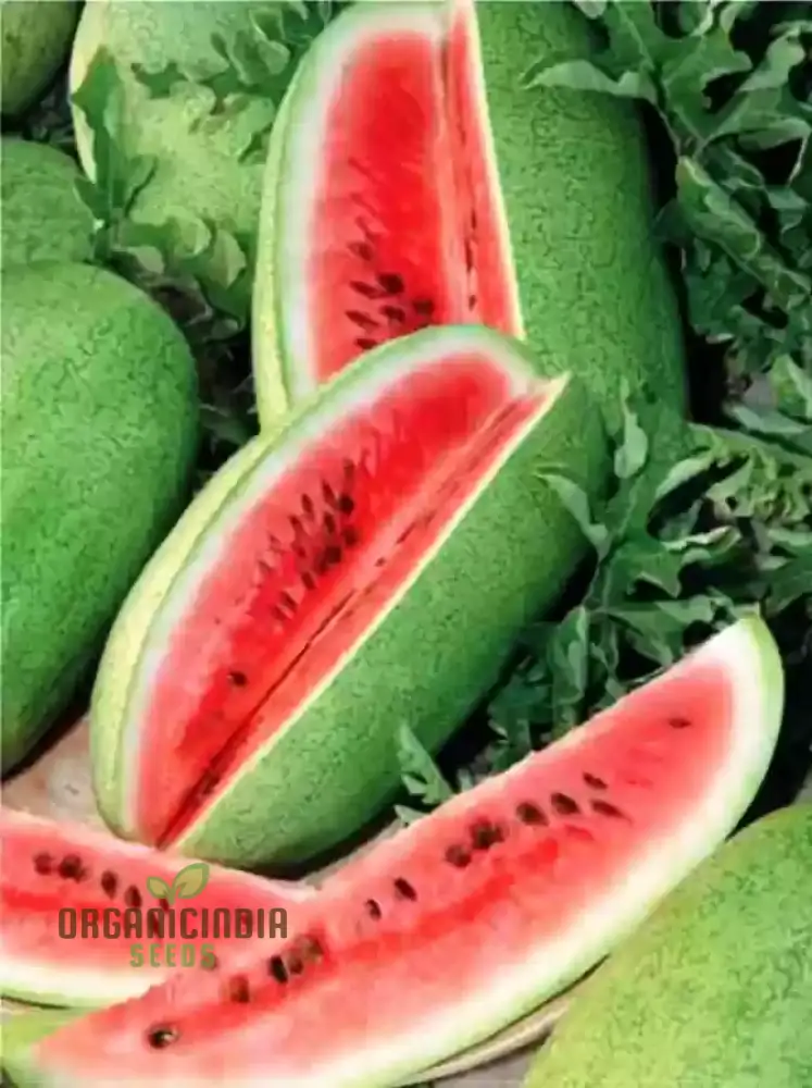 Charleston Grey Seeds for Bountiful Harvest | Perfect for Home Gardening Enthusiasts | Premium Quality Seeds for a Sweet and Juicy Watermelon Crop - Image 4