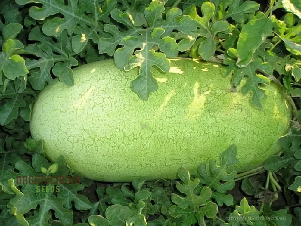 Charleston Grey Seeds for Bountiful Harvest | Perfect for Home Gardening Enthusiasts | Premium Quality Seeds for a Sweet and Juicy Watermelon Crop - Image 5