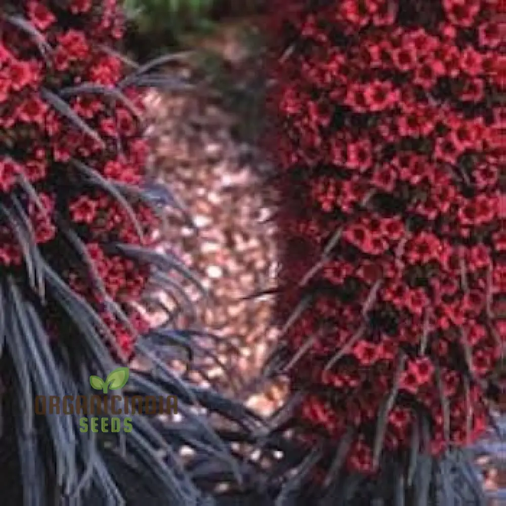 Echium Seeds (Charme Echium Vulgare Seeds) - Vibrant Blue Wildflower Blooms for Gardens