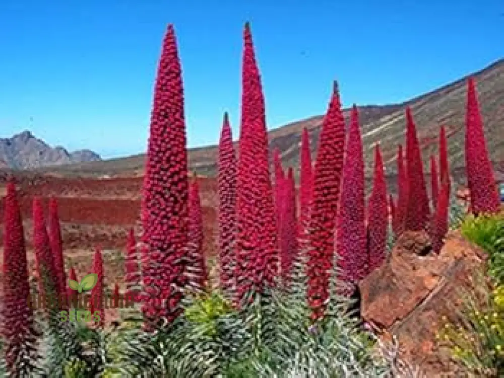 Echium Seeds (Charme Echium Vulgare Seeds) - Vibrant Blue Wildflower Blooms for Gardens - Image 3
