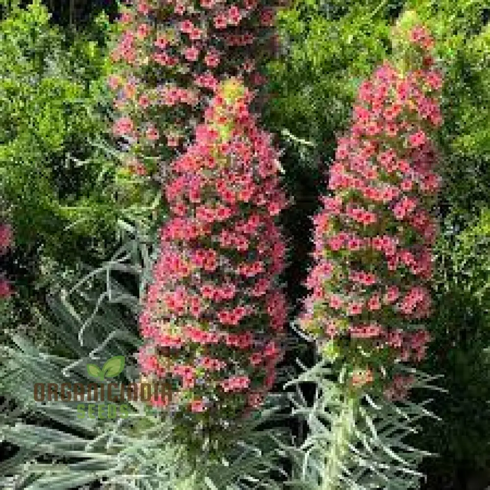 Echium Seeds (Charme Echium Vulgare Seeds) - Vibrant Blue Wildflower Blooms for Gardens - Image 4