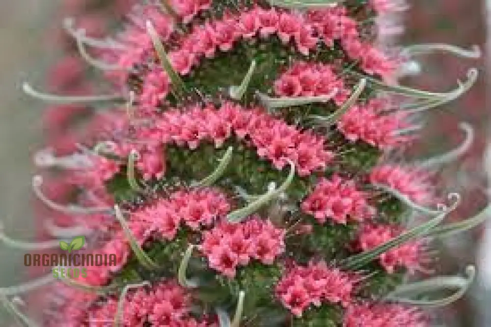 Echium Seeds (Charme Echium Vulgare Seeds) - Vibrant Blue Wildflower Blooms for Gardens - Image 5