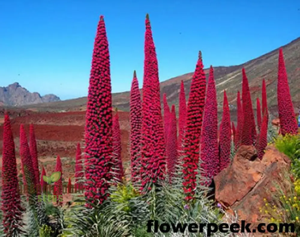 Echium Seeds (Charme Echium Vulgare Seeds) - Vibrant Blue Wildflower Blooms for Gardens - Image 6