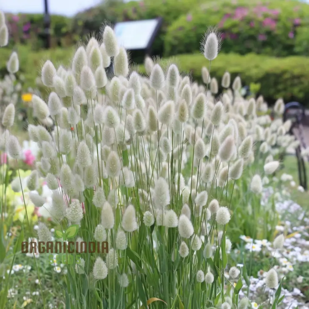 Charming Bunny Tails Flower Seeds, Enhance Your Garden with Delightful Blossoms, Perfect for Planting and Gardening Enthusiasts