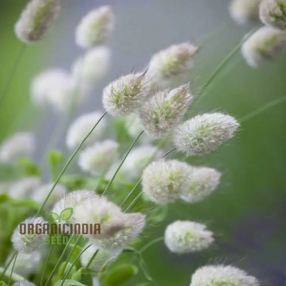 Charming Bunny Tails Flower Seeds, Enhance Your Garden with Delightful Blossoms, Perfect for Planting and Gardening Enthusiasts - Image 3