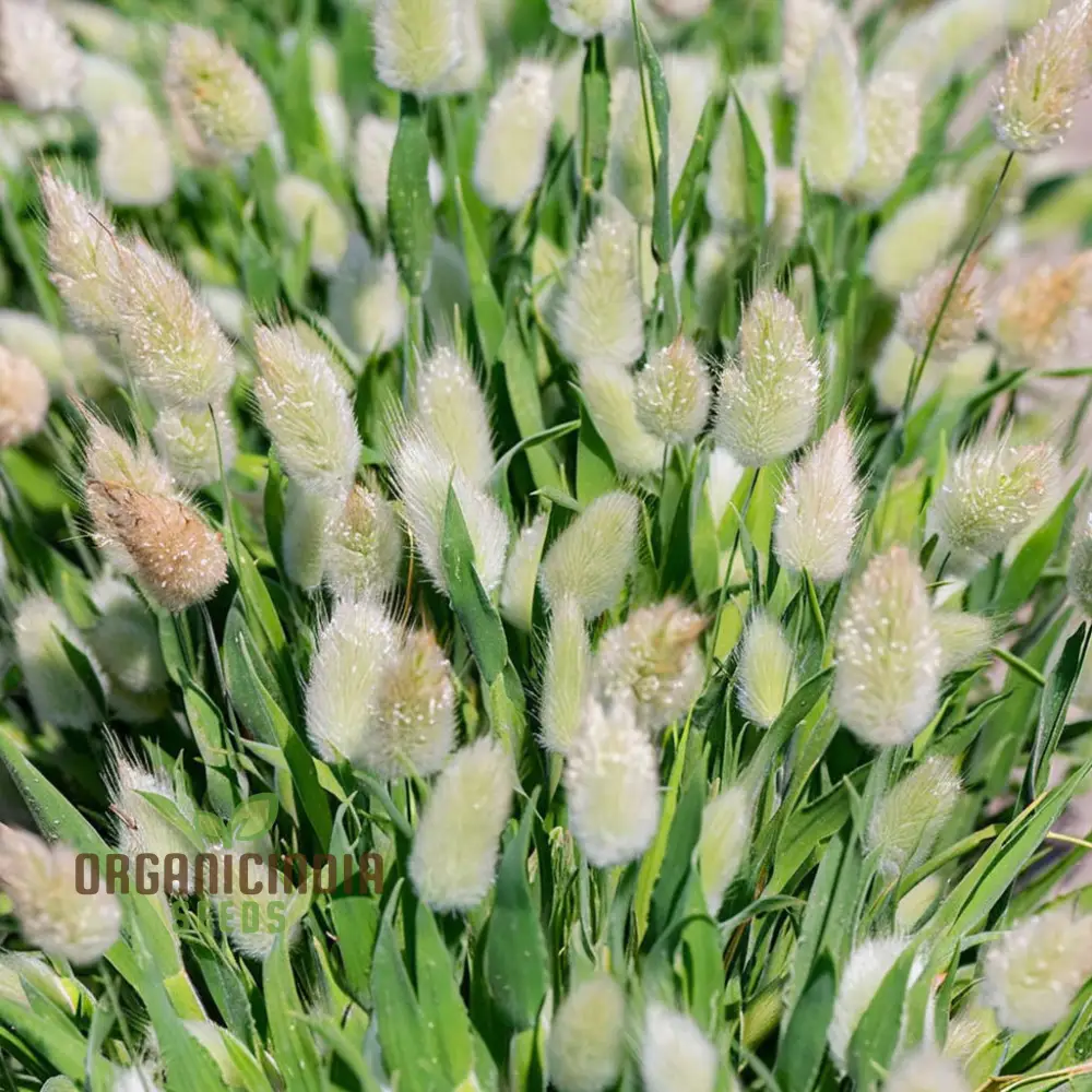 Charming Bunny Tails Flower Seeds, Enhance Your Garden with Delightful Blossoms, Perfect for Planting and Gardening Enthusiasts - Image 4