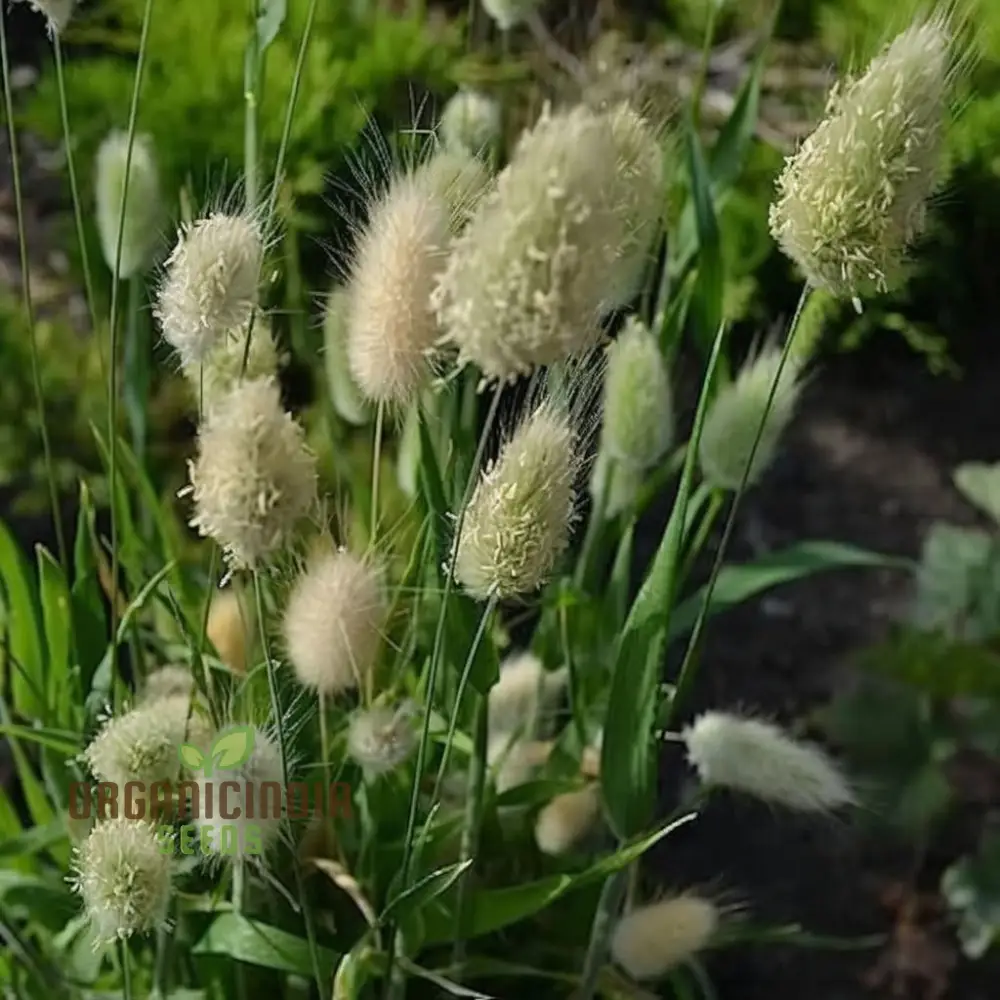 Charming Bunny Tails Flower Seeds, Enhance Your Garden with Delightful Blossoms, Perfect for Planting and Gardening Enthusiasts - Image 5