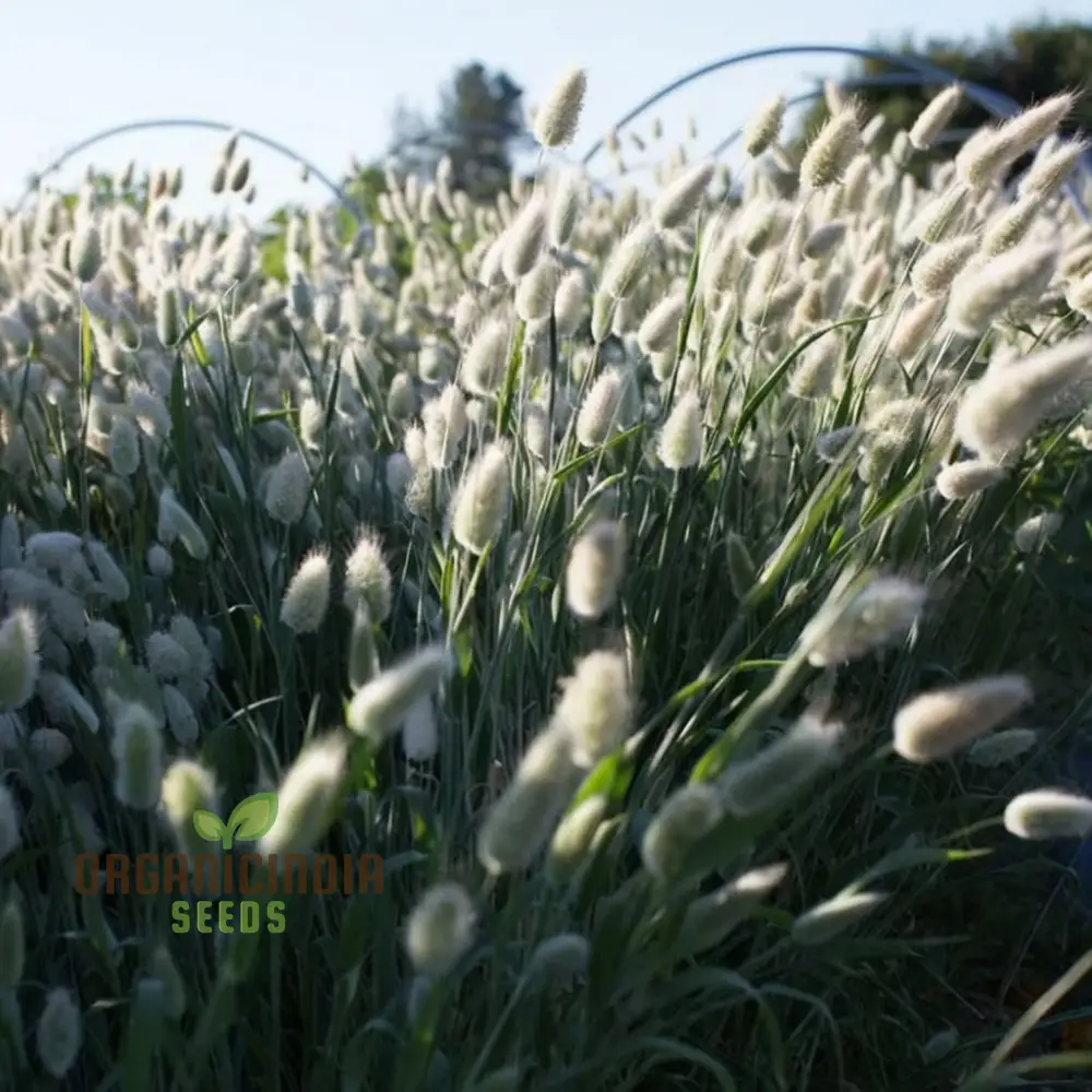 Charming Bunny Tails Flower Seeds, Enhance Your Garden with Delightful Blossoms, Perfect for Planting and Gardening Enthusiasts - Image 6