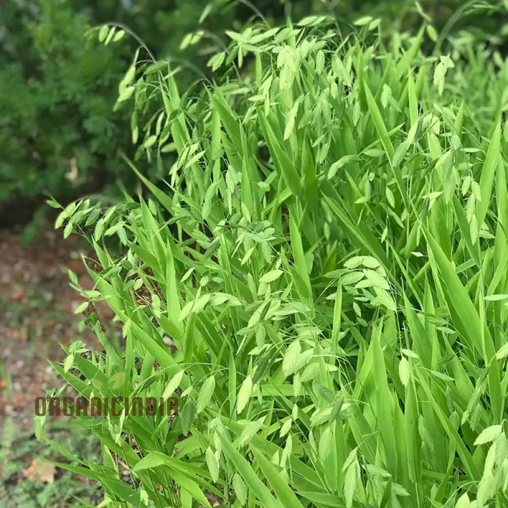 Chasmanthium Latifolium Seeds for Planting, Premium Quality Seeds for Gardening