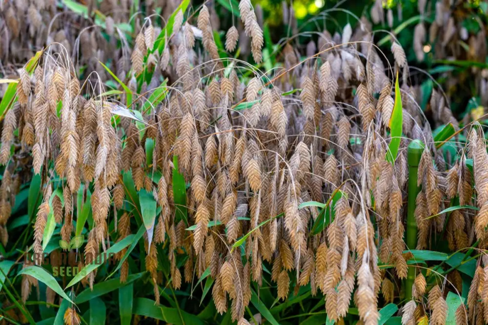 Chasmanthium Latifolium Seeds for Planting, Premium Quality Seeds for Gardening - Image 2