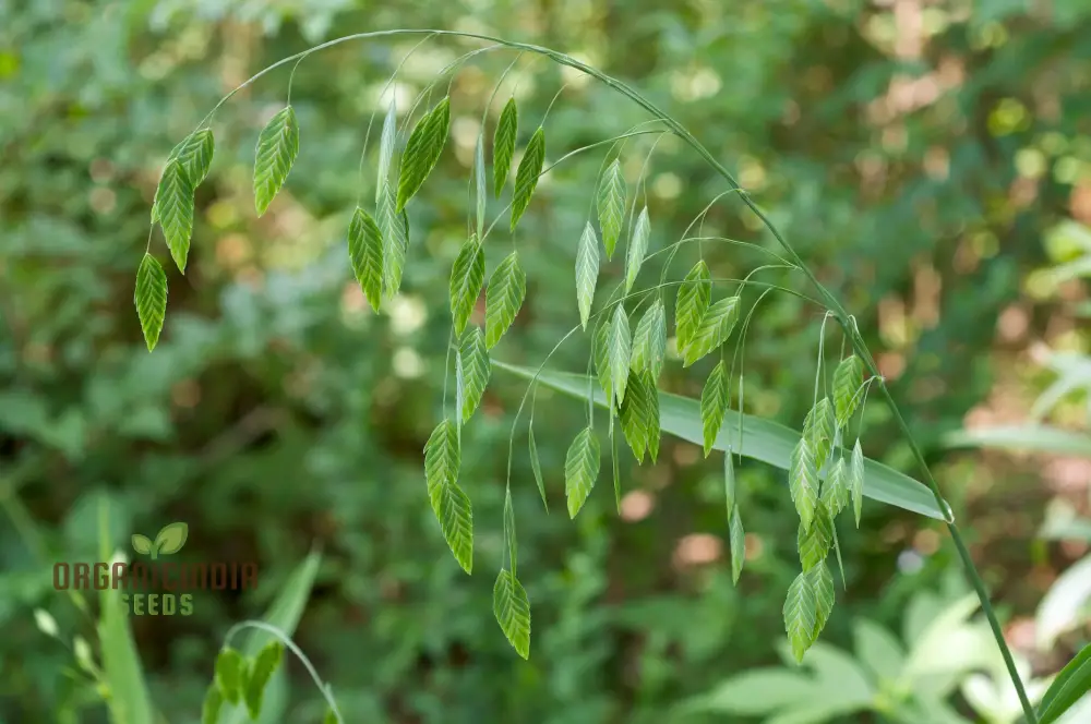 Chasmanthium Latifolium Seeds for Planting, Premium Quality Seeds for Gardening - Image 3