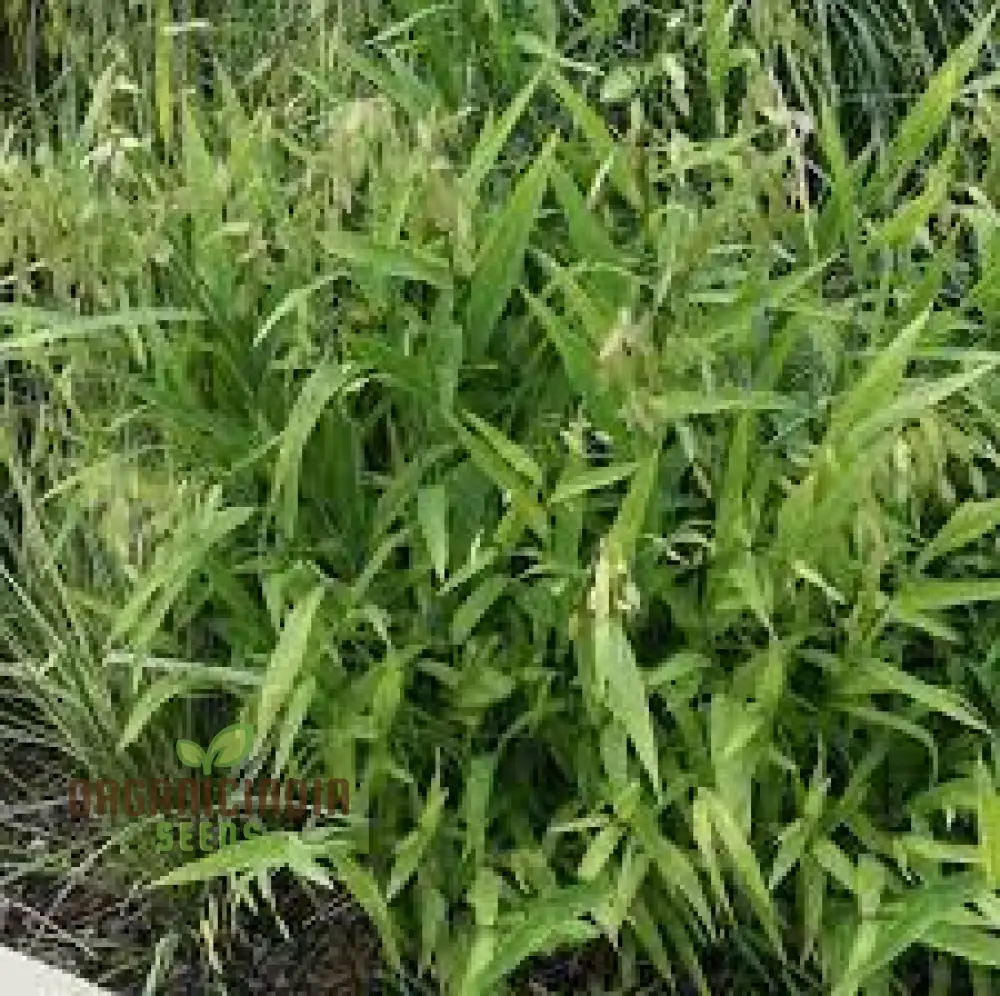 Chasmanthium Latifolium Seeds for Planting, Premium Quality Seeds for Gardening - Image 4