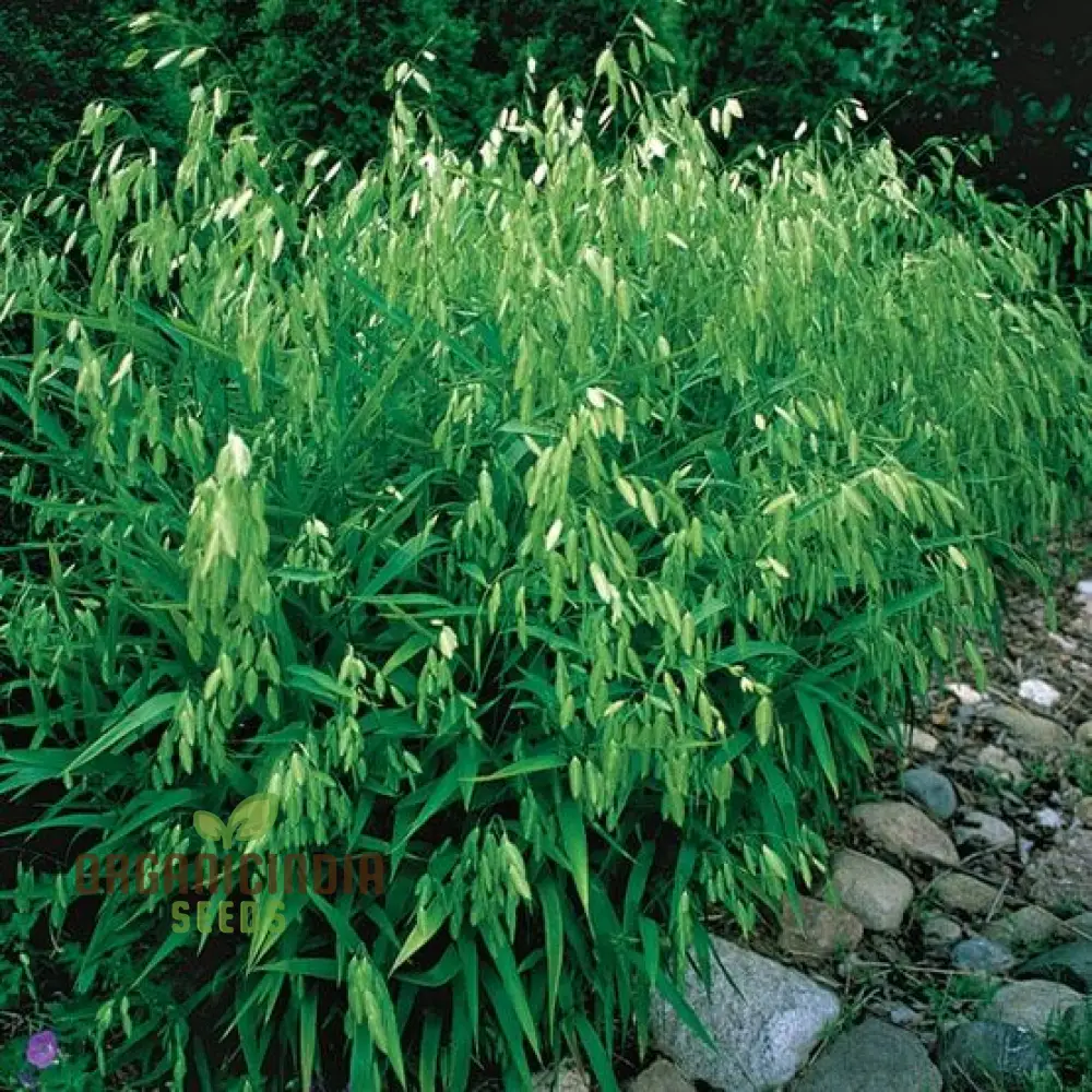 Chasmanthium Latifolium Seeds for Planting, Premium Quality Seeds for Gardening - Image 5