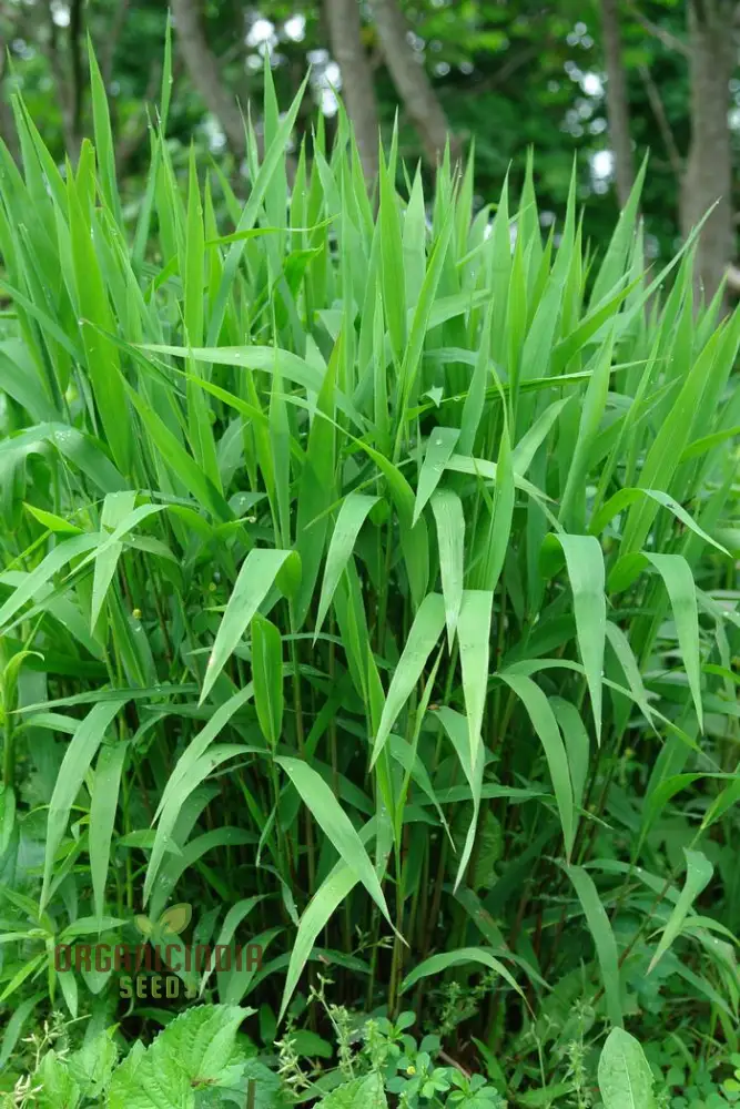Chasmanthium Latifolium Seeds for Planting, Premium Quality Seeds for Gardening - Image 6