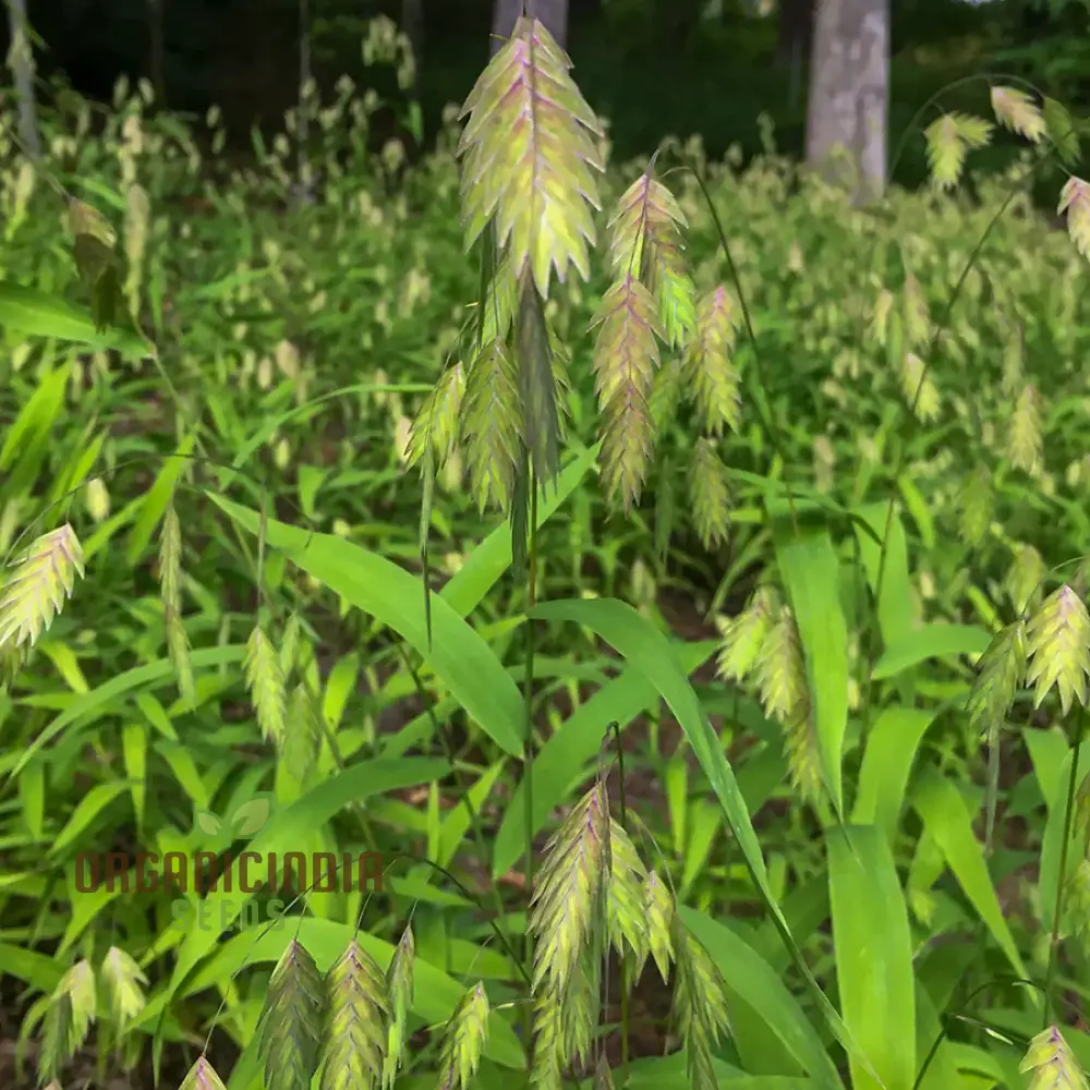 Chasmanthium Latifolium Seeds for Planting, Premium Quality Seeds for Gardening - Image 7