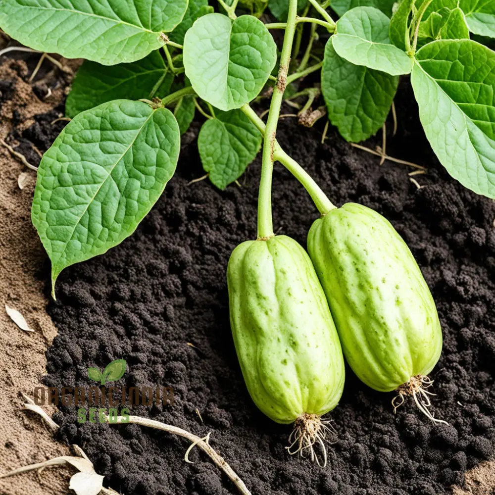 Chayote Seeds for Planting - Enhance Your Garden and Cuisine