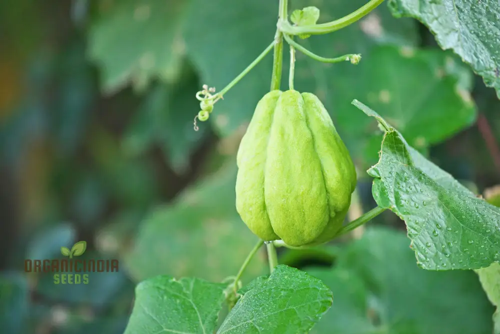 Chayote Seeds for Planting - Enhance Your Garden and Cuisine - Image 2