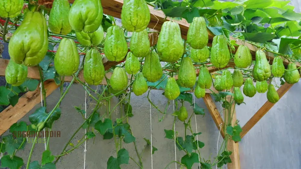Chayote Seeds for Planting - Enhance Your Garden and Cuisine - Image 4