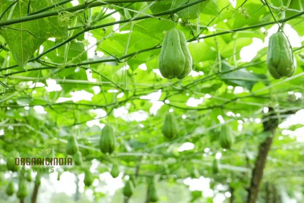 Chayote Seeds for Planting - Enhance Your Garden and Cuisine - Image 5