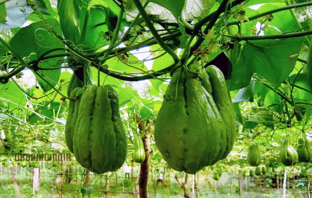 Chayote Seeds for Planting - Enhance Your Garden and Cuisine - Image 6
