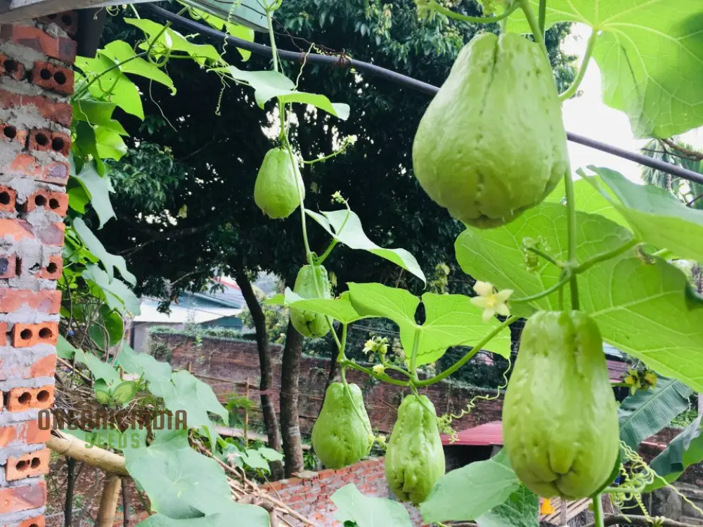 Chayote Seeds for Planting - Enhance Your Garden and Cuisine - Image 7