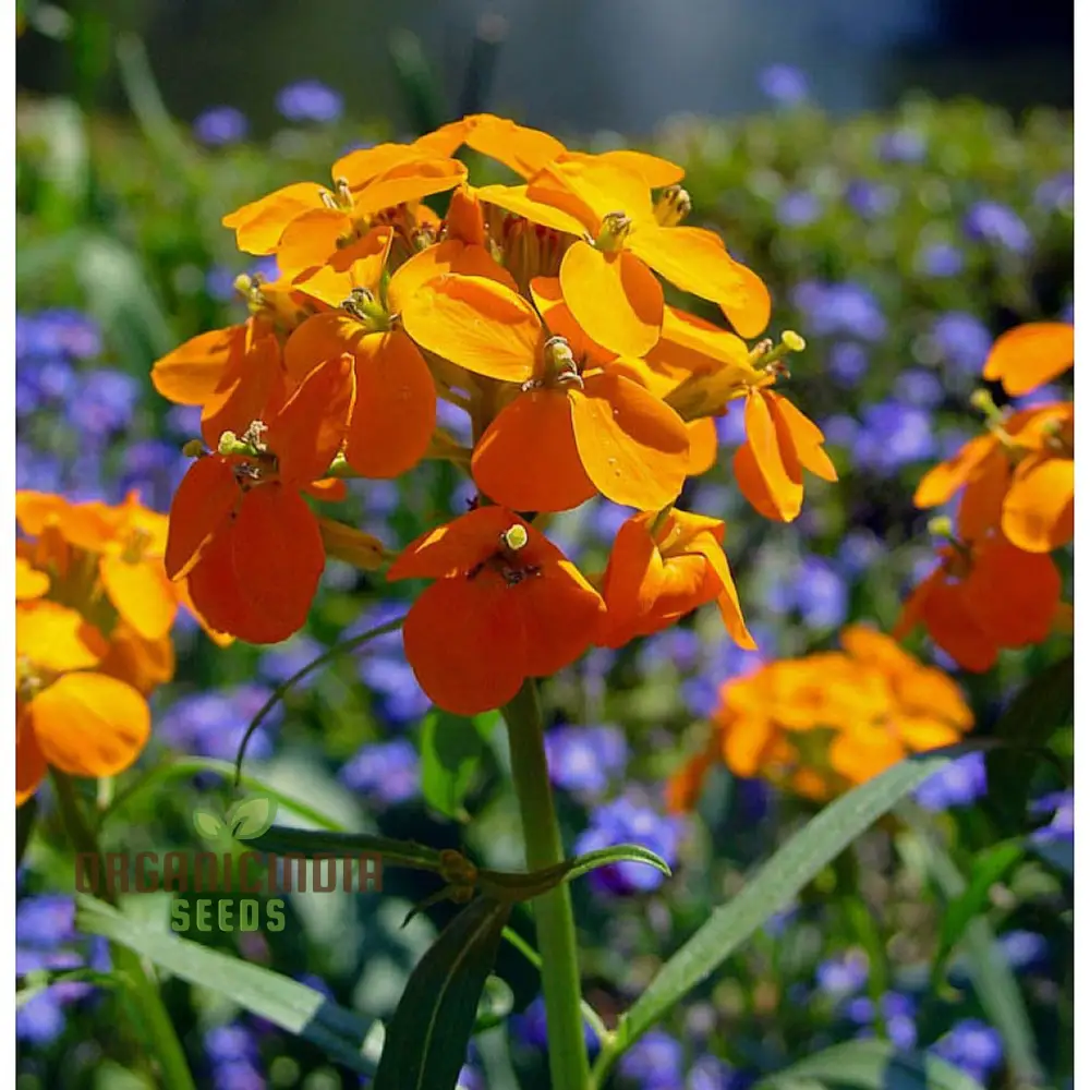 Cheiranthus Allionii Seeds - Grow Vibrant and Fragrant Wallflower Allionii in Your Garden