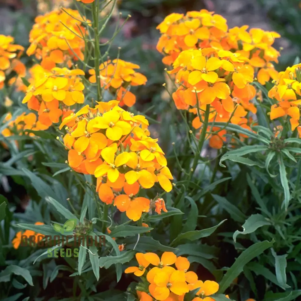 Cheiranthus Allionii Seeds - Grow Vibrant and Fragrant Wallflower Allionii in Your Garden - Image 3