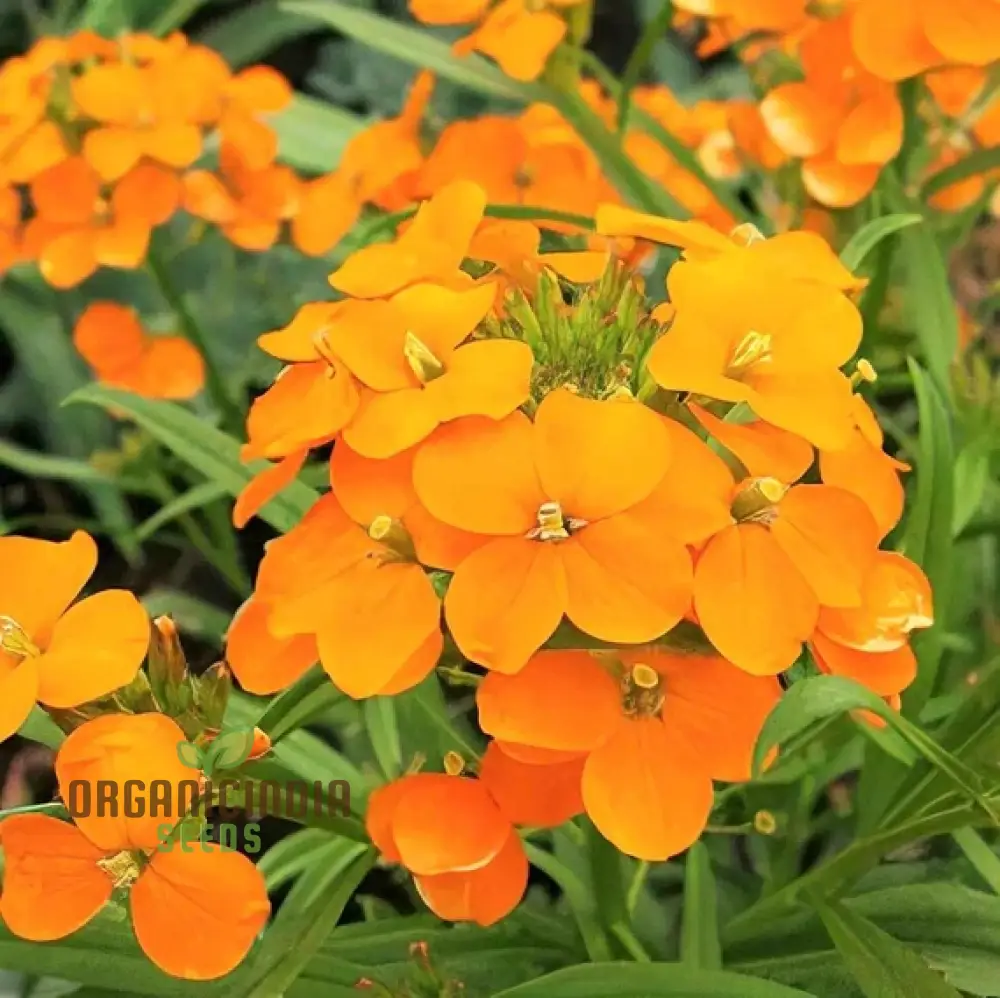Cheiranthus Allionii Seeds - Grow Vibrant and Fragrant Wallflower Allionii in Your Garden - Image 4