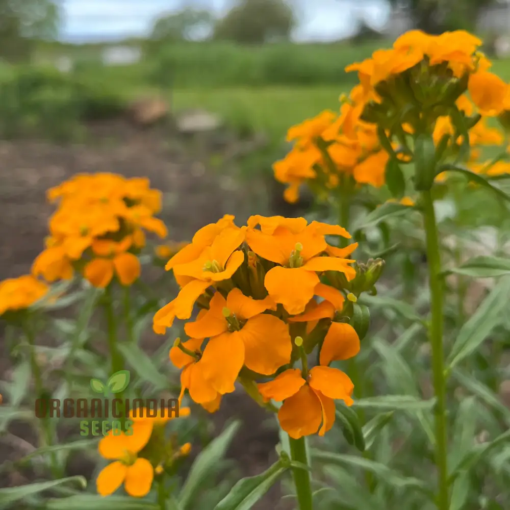 Cheiranthus Allionii Seeds - Grow Vibrant and Fragrant Wallflower Allionii in Your Garden - Image 5