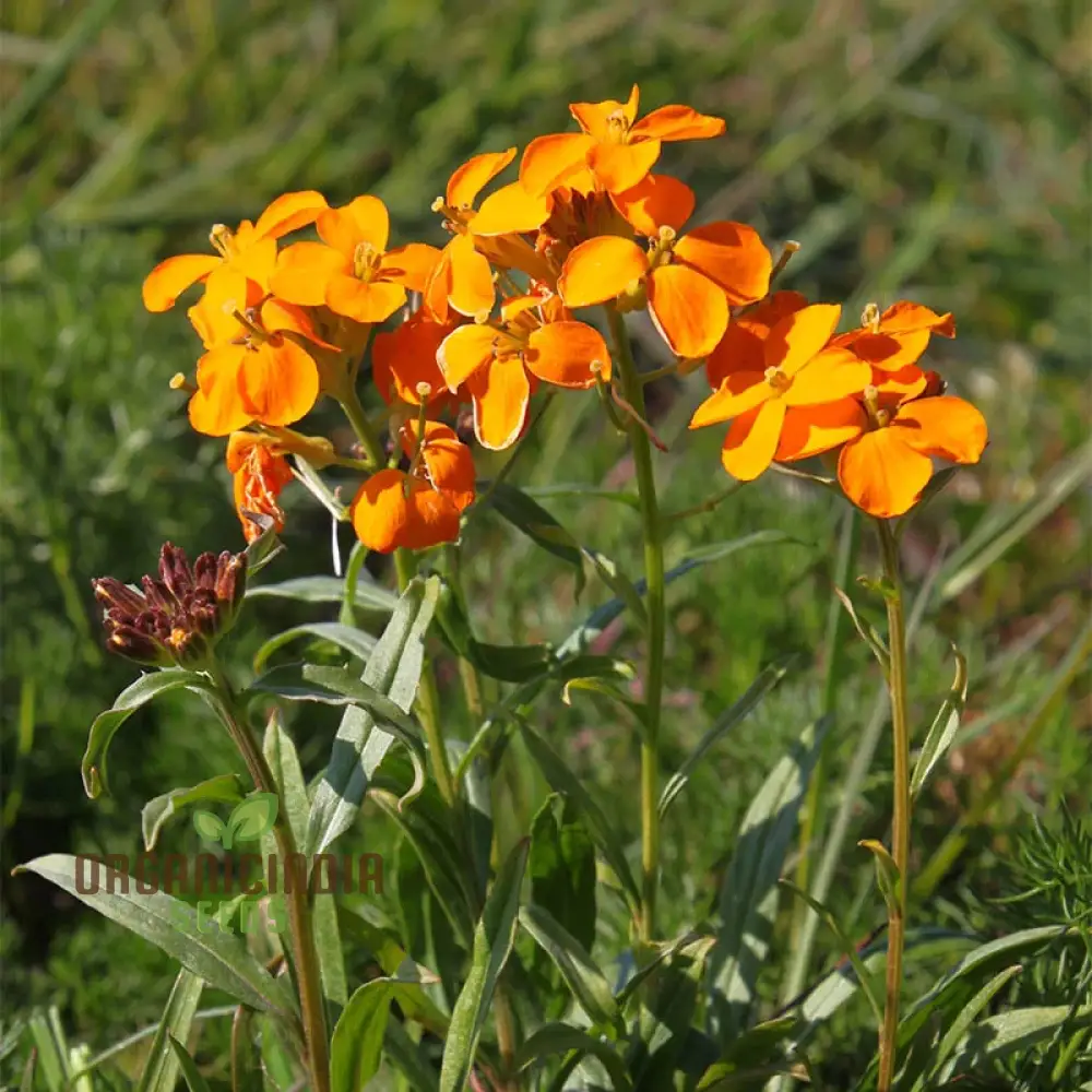 Cheiranthus Allionii Seeds - Grow Vibrant and Fragrant Wallflower Allionii in Your Garden - Image 6