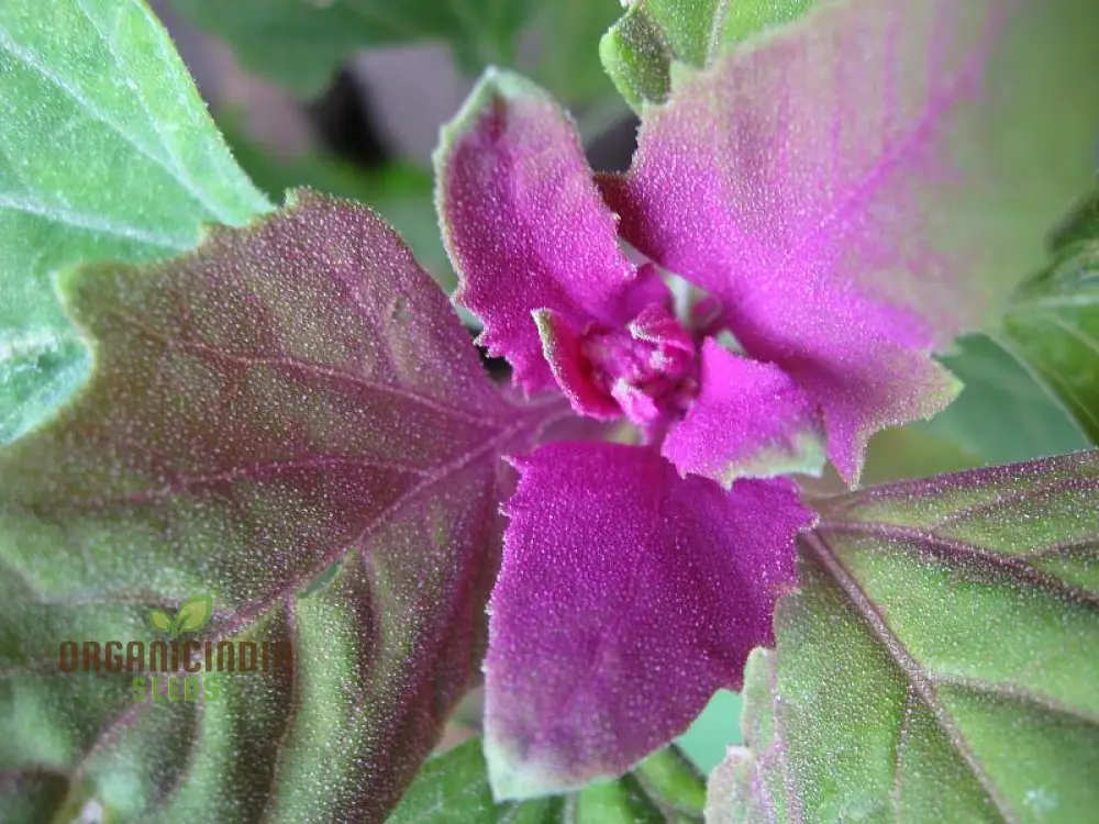 Chenopodium Giganteum Purpureum Seeds for Planting, Rare Purple-Leafed Variety for Garden