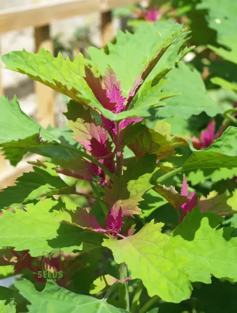 Chenopodium Giganteum Purpureum Seeds for Planting, Rare Purple-Leafed Variety for Garden - Image 2