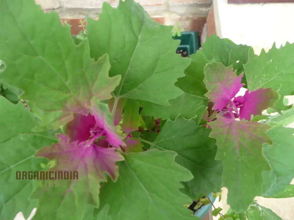 Chenopodium Giganteum Purpureum Seeds for Planting, Rare Purple-Leafed Variety for Garden - Image 3