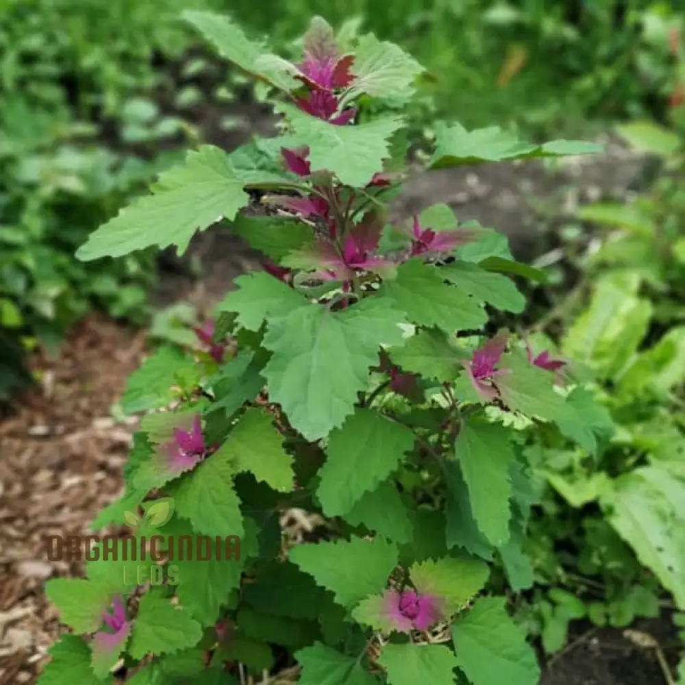 Chenopodium Giganteum Purpureum Seeds for Planting, Rare Purple-Leafed Variety for Garden - Image 4