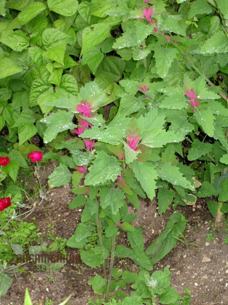 Chenopodium Giganteum Purpureum Seeds for Planting, Rare Purple-Leafed Variety for Garden - Image 5