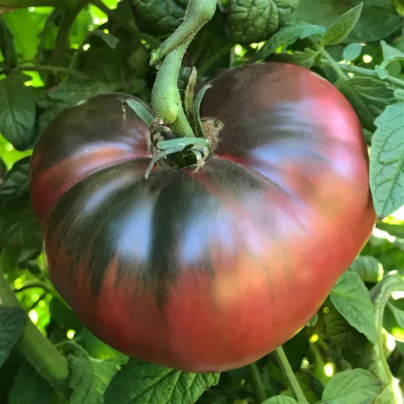 Cherokee Purple Tomato Seeds – Heirloom, Juicy & Rich Flavor