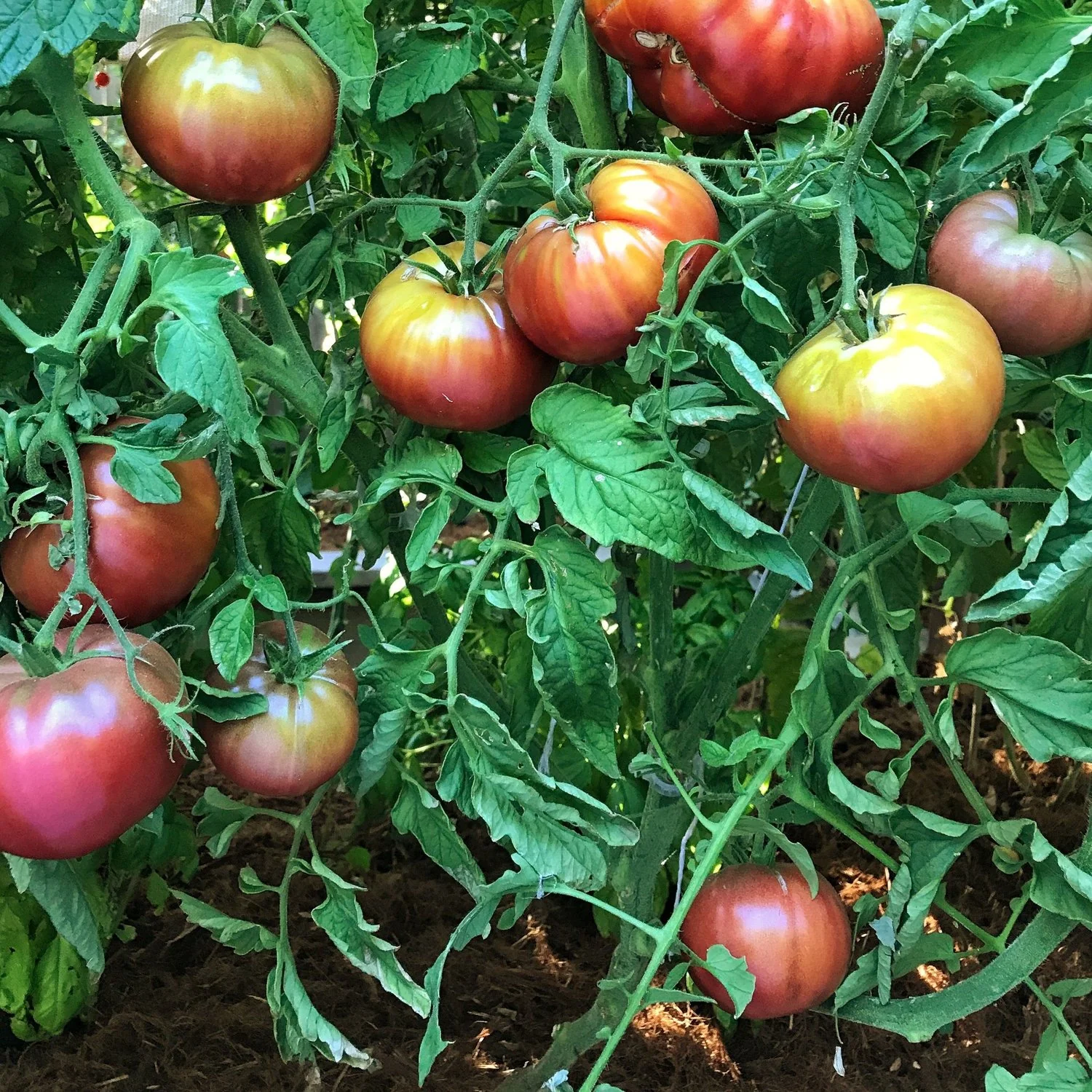 Cherokee Purple Tomato Seeds – Heirloom, Juicy & Rich Flavor - Image 2