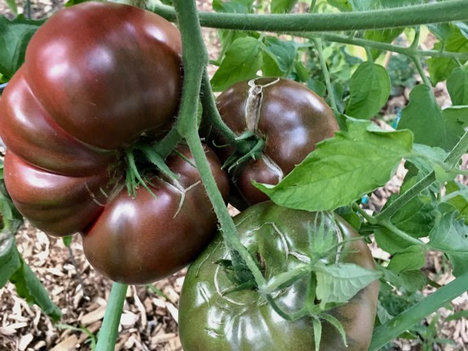 Cherokee Purple Tomato Seeds – Heirloom, Juicy & Rich Flavor - Image 3