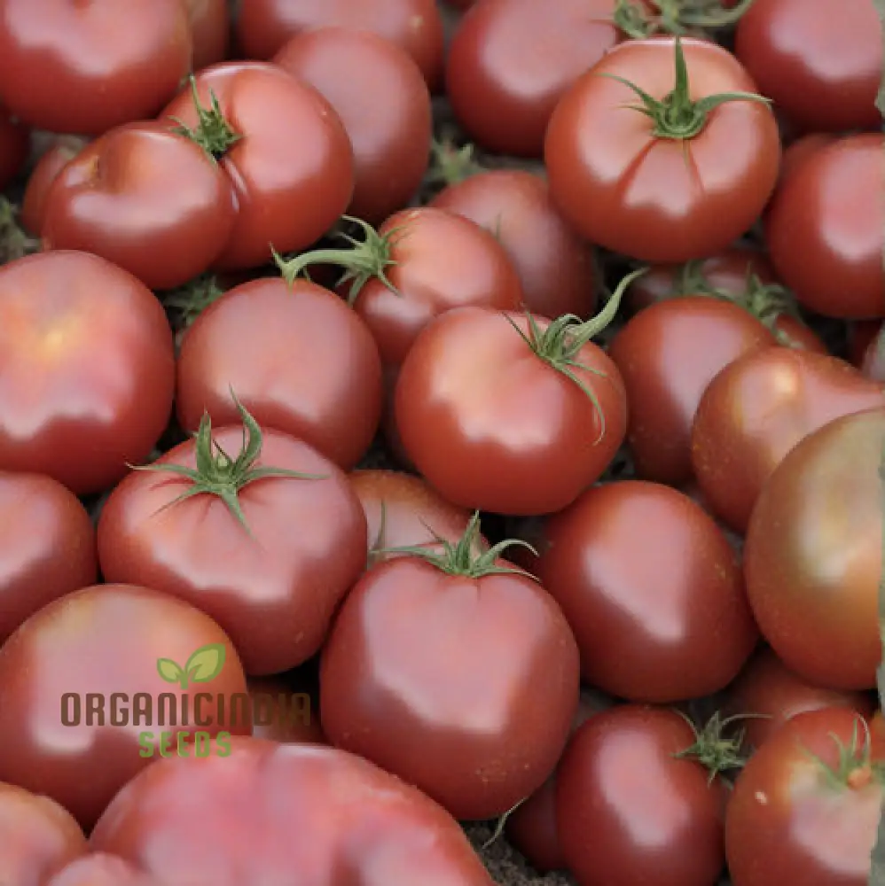 Cherokee Purple Tomato Seeds, Very Old Cherokee Indian Variety Germinal Planting Seeds - Image 5