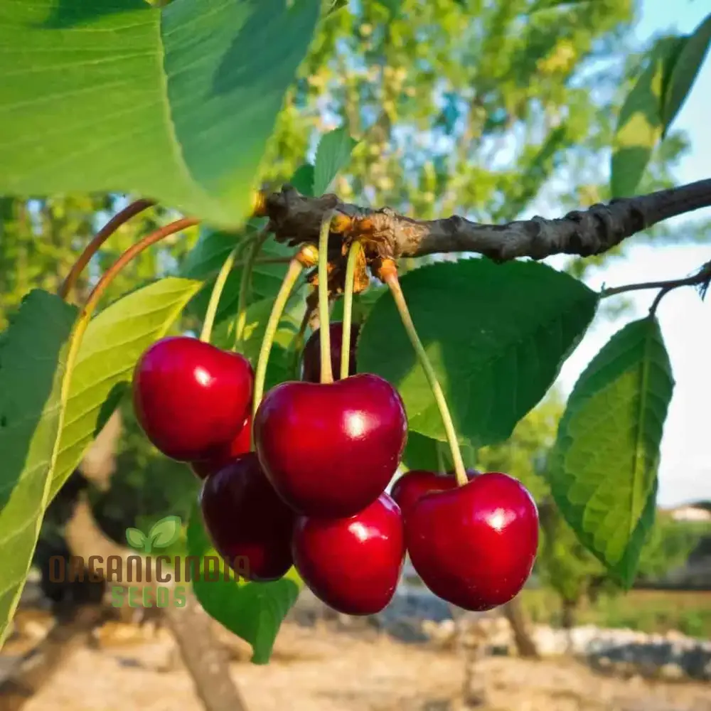 Cherry Lapins Seeds for Gardening Enthusiasts  Premium Quality, Easy to Grow Fruit Seeds for Home Gardeners and Outdoor Planting