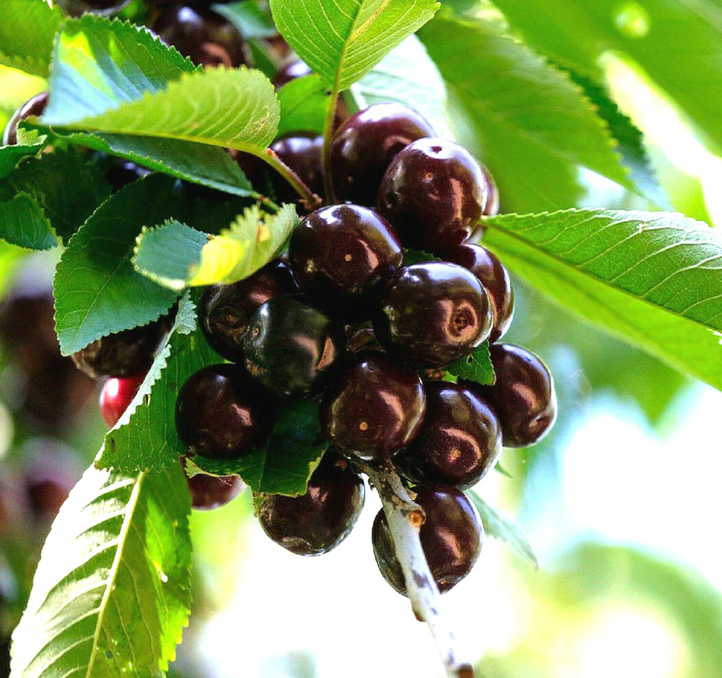 Cherry Lapins Seeds for Gardening Enthusiasts  Premium Quality, Easy to Grow Fruit Seeds for Home Gardeners and Outdoor Planting - Image 3