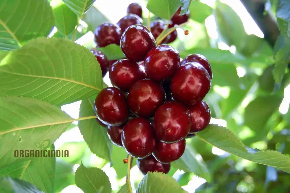 Cherry Lapins Seeds for Gardening Enthusiasts  Premium Quality, Easy to Grow Fruit Seeds for Home Gardeners and Outdoor Planting - Image 4