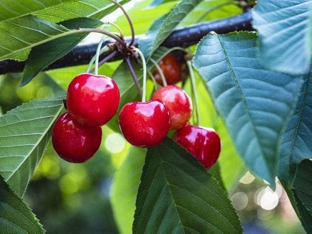 Cherry Lapins Seeds for Gardening Enthusiasts  Premium Quality, Easy to Grow Fruit Seeds for Home Gardeners and Outdoor Planting - Image 5