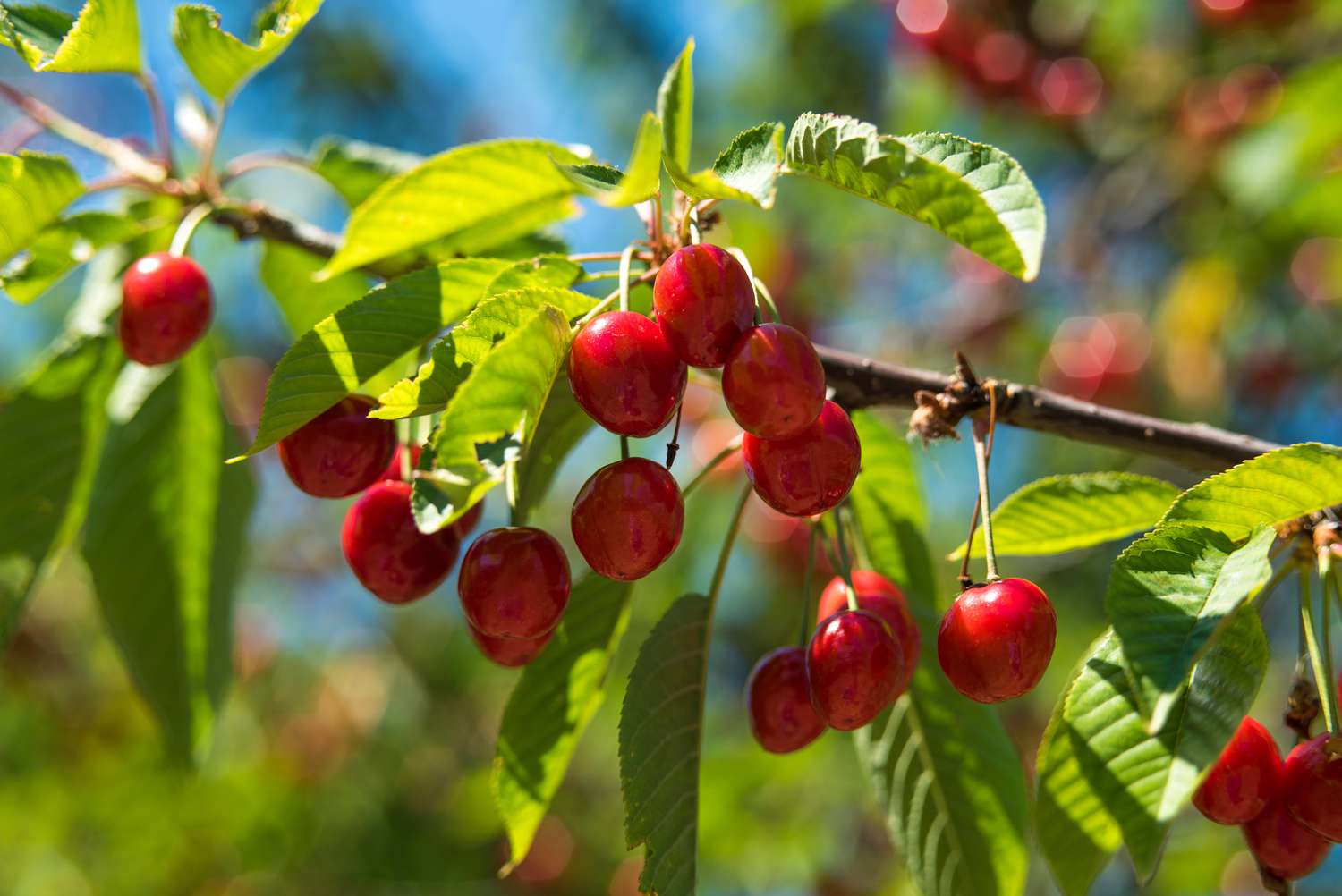 Cherry Lapins Seeds for Gardening Enthusiasts  Premium Quality, Easy to Grow Fruit Seeds for Home Gardeners and Outdoor Planting - Image 6