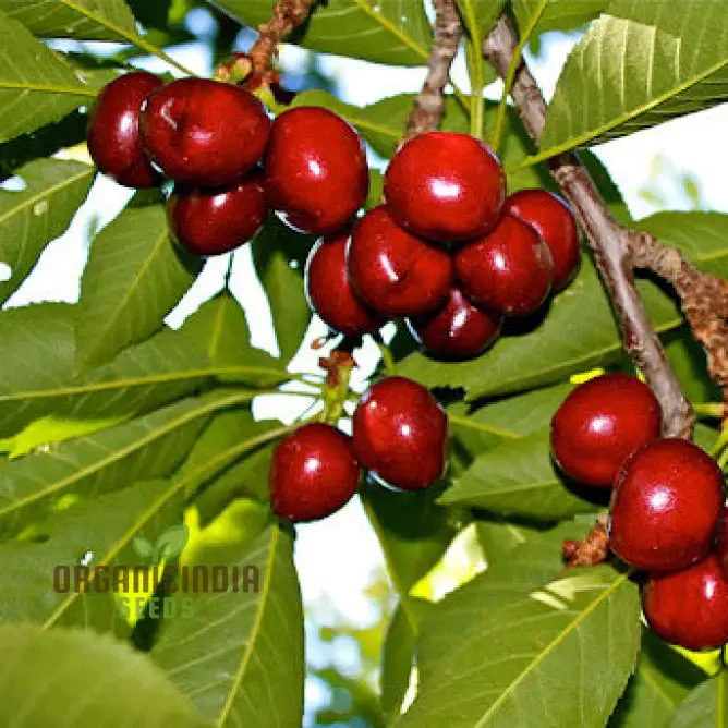CHERRY PICOTA AMBRUNES Seeds for Exquisite Gardening Rare Fruit Tree Seeds for Home Gardeners