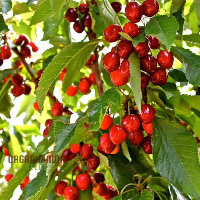 CHERRY PICOTA AMBRUNES Seeds for Exquisite Gardening Rare Fruit Tree Seeds for Home Gardeners - Image 3