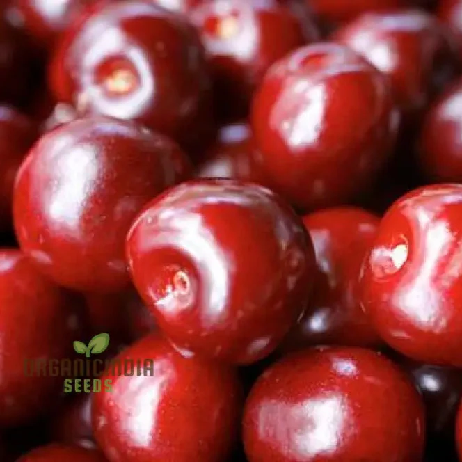 CHERRY PICOTA AMBRUNES Seeds for Exquisite Gardening Rare Fruit Tree Seeds for Home Gardeners - Image 4