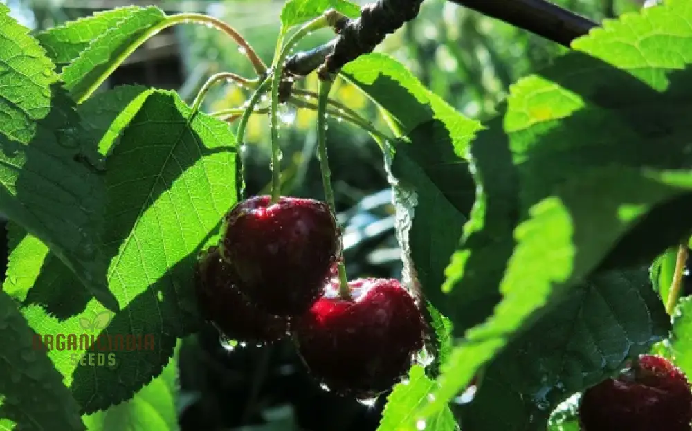 CHERRY PICOTA AMBRUNES Seeds for Exquisite Gardening Rare Fruit Tree Seeds for Home Gardeners - Image 5
