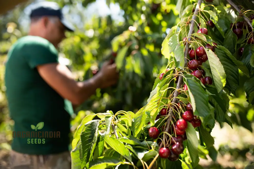CHERRY PICOTA AMBRUNES Seeds for Exquisite Gardening Rare Fruit Tree Seeds for Home Gardeners - Image 6