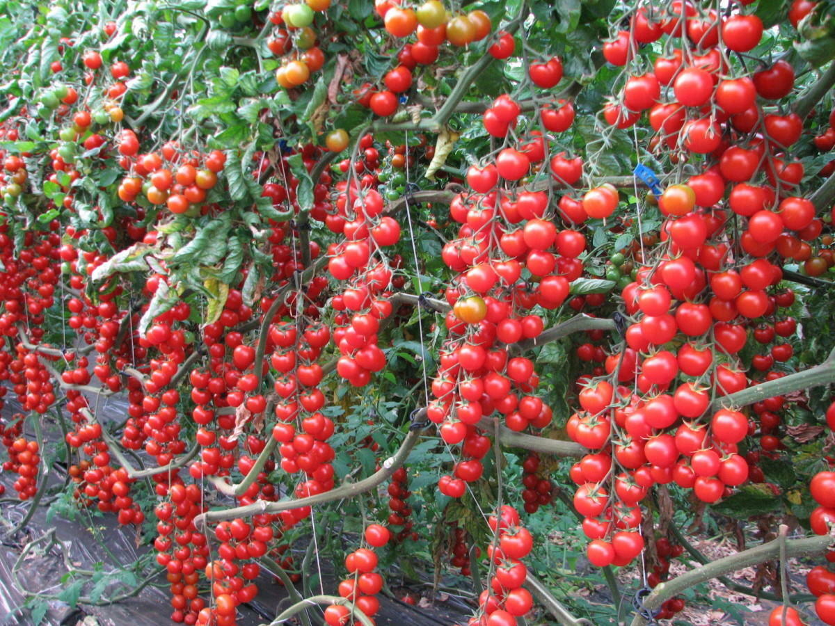 Cherry Tomato Rapunzel Seeds - Grow Abundant and Sweet Rapunzel Tomatoes - Image 5